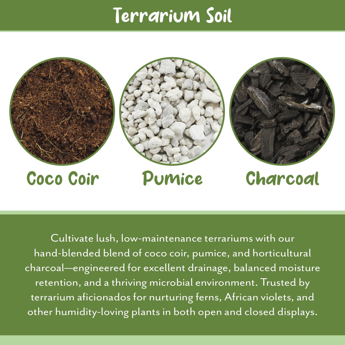 Soil Sunrise terrarium plants arranged on prepared substrate