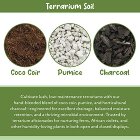 Soil Sunrise terrarium plants arranged on prepared substrate