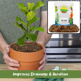 Terrarium scene featuring Soil Sunrise pine bark mulch for moisture balance and natural look.