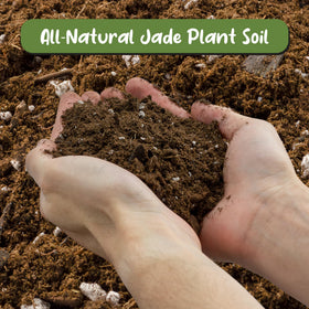 Soil Sunrise textured-humus reveals coarse texture that enhances drainage.