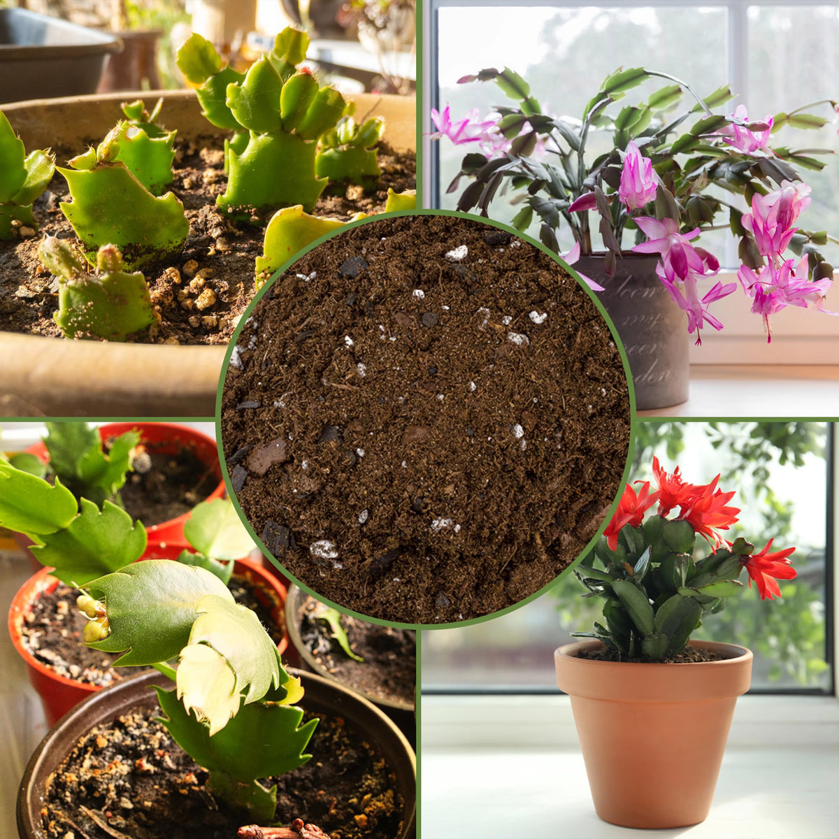 Soil Sunrise tropical indoor plants mix boosts aeration and nutrient retention