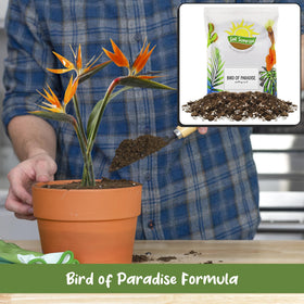 Tropical plants indoors or outdoors ready for Soil Sunrise potting mix