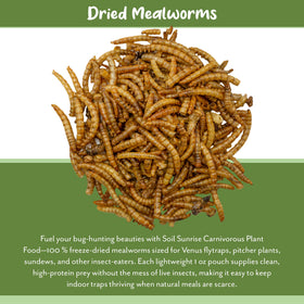 Soil Sunrise Venus Flytrap feeding scenario using dried mealworms