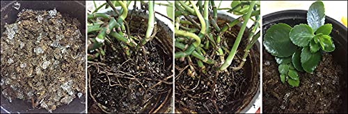 Soil Vigor easy-application-steps shows straightforward mixing into soil.
