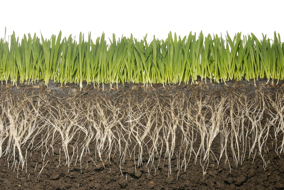 Soil Vigor lawn coverage 150 sq ft illustration of spread area.