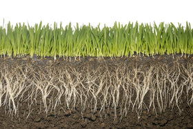 Soil Vigor lawn coverage 150 sq ft illustration of spread area.