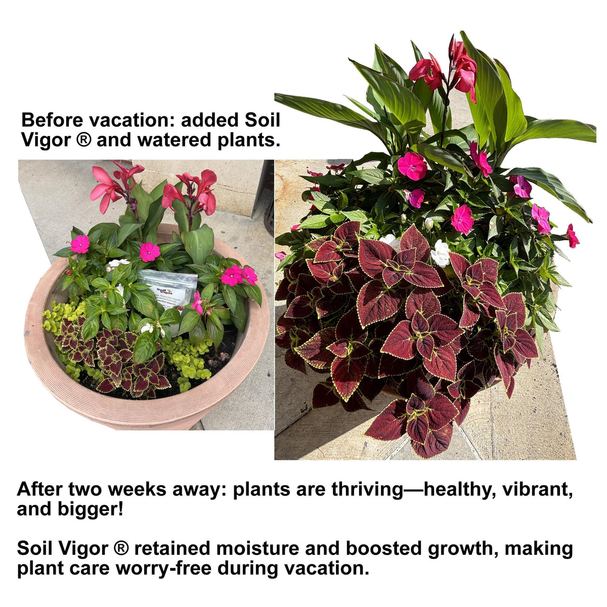 Soil Vigor root-zone moisture lock reduces frequent irrigation.