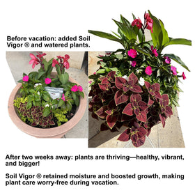 Soil Vigor root-zone moisture lock reduces frequent irrigation.