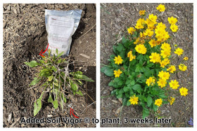Soil Vigor soil aeration improvement aids root growth and porosity.