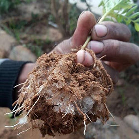 Soil Vigor vegetable and herb-safe formula suitable for edibles.
