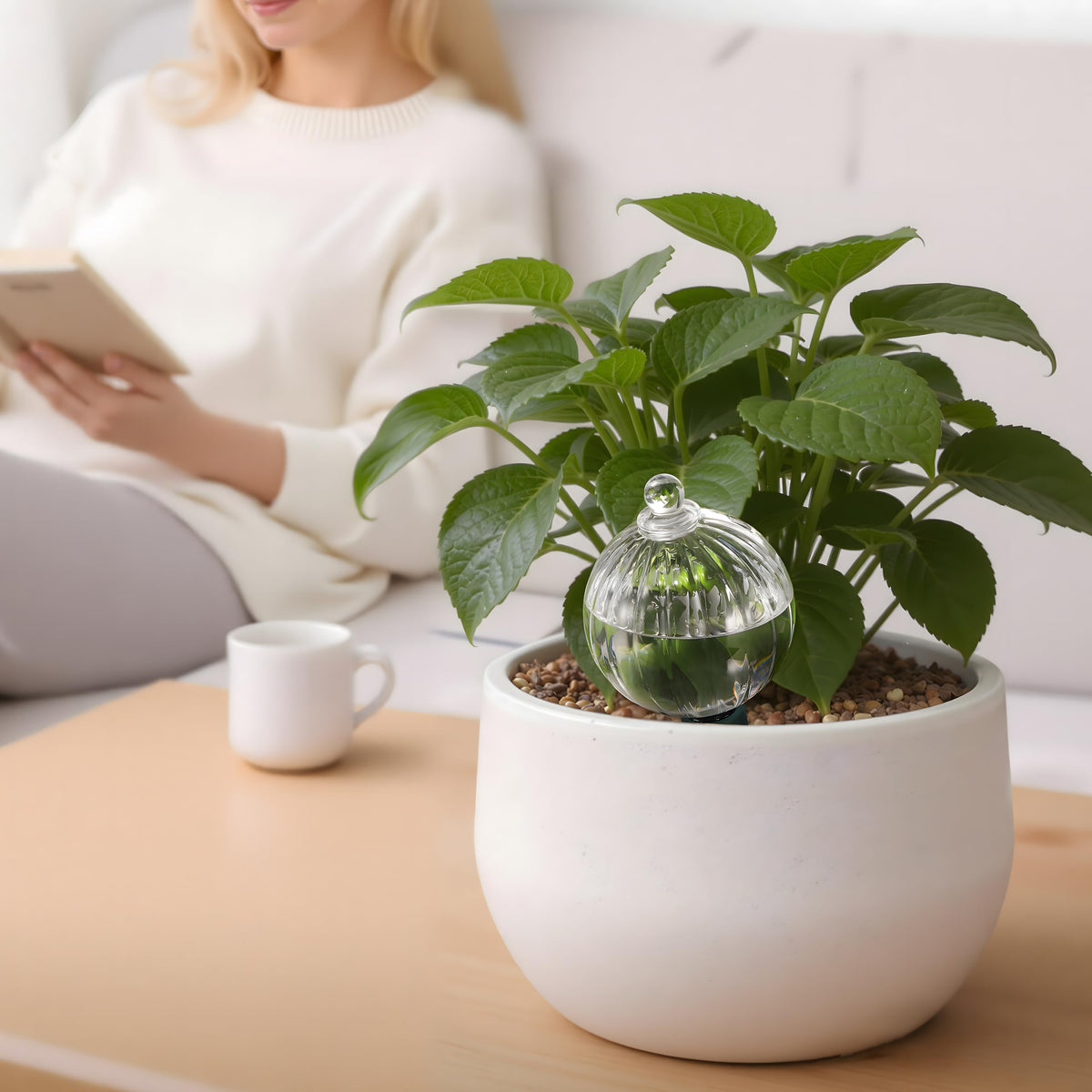 Soilagua clear glass watering bulb showing water level clearly