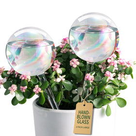 Soilagua large glass watering globe with iridescent finish keeps indoor plants hydrated.