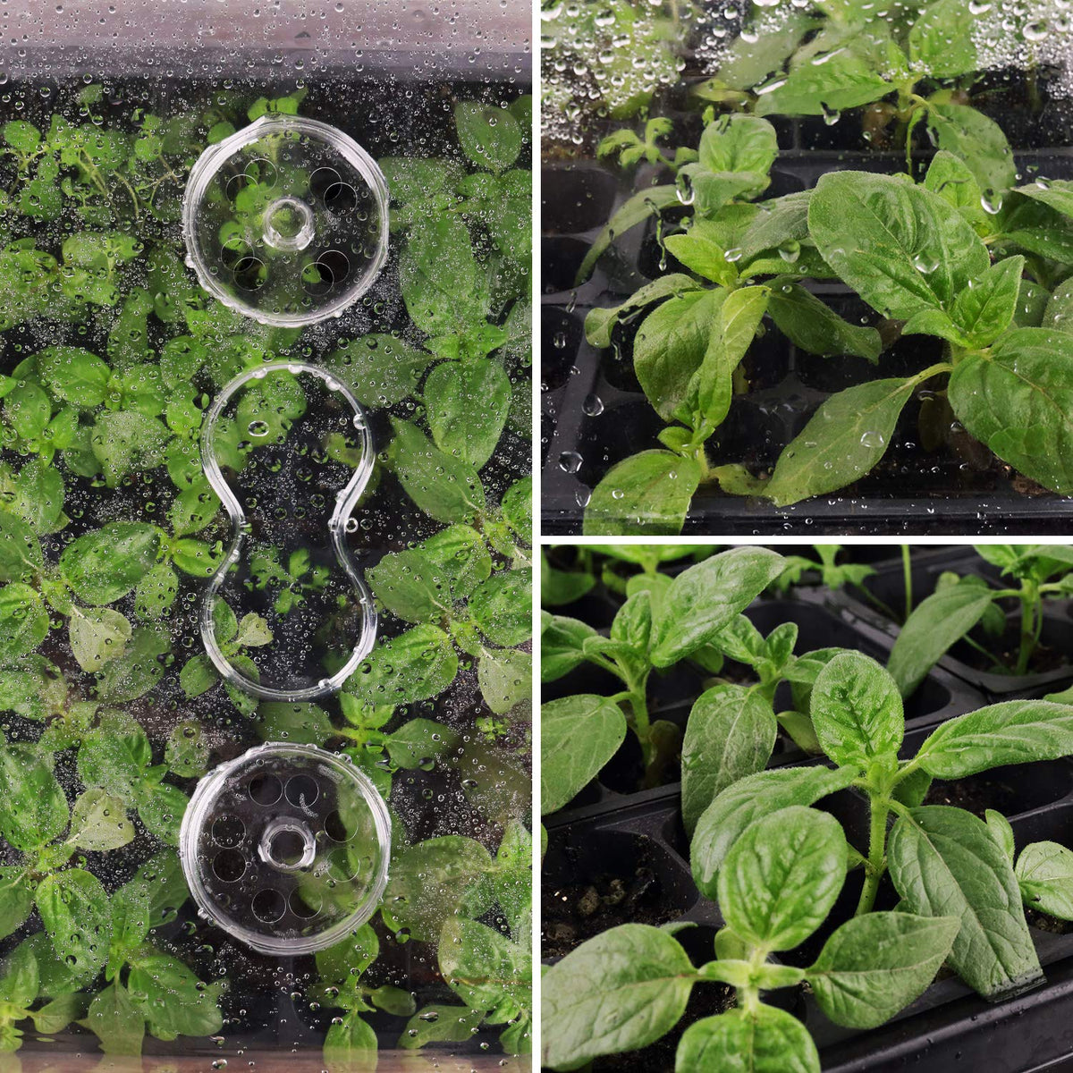 SOLIGT seed starting kit supports herbs and microgreens with controlled warmth.