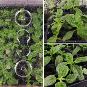 SOLIGT seed starting kit supports herbs and microgreens with controlled warmth.