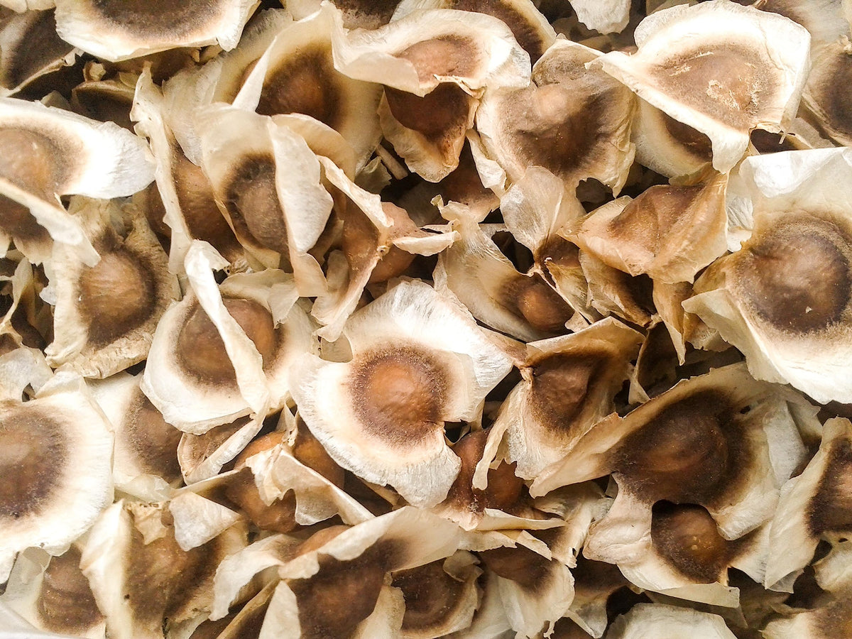 Solo Therapy Moringa Seeds edible-use image suggesting culinary versatility.