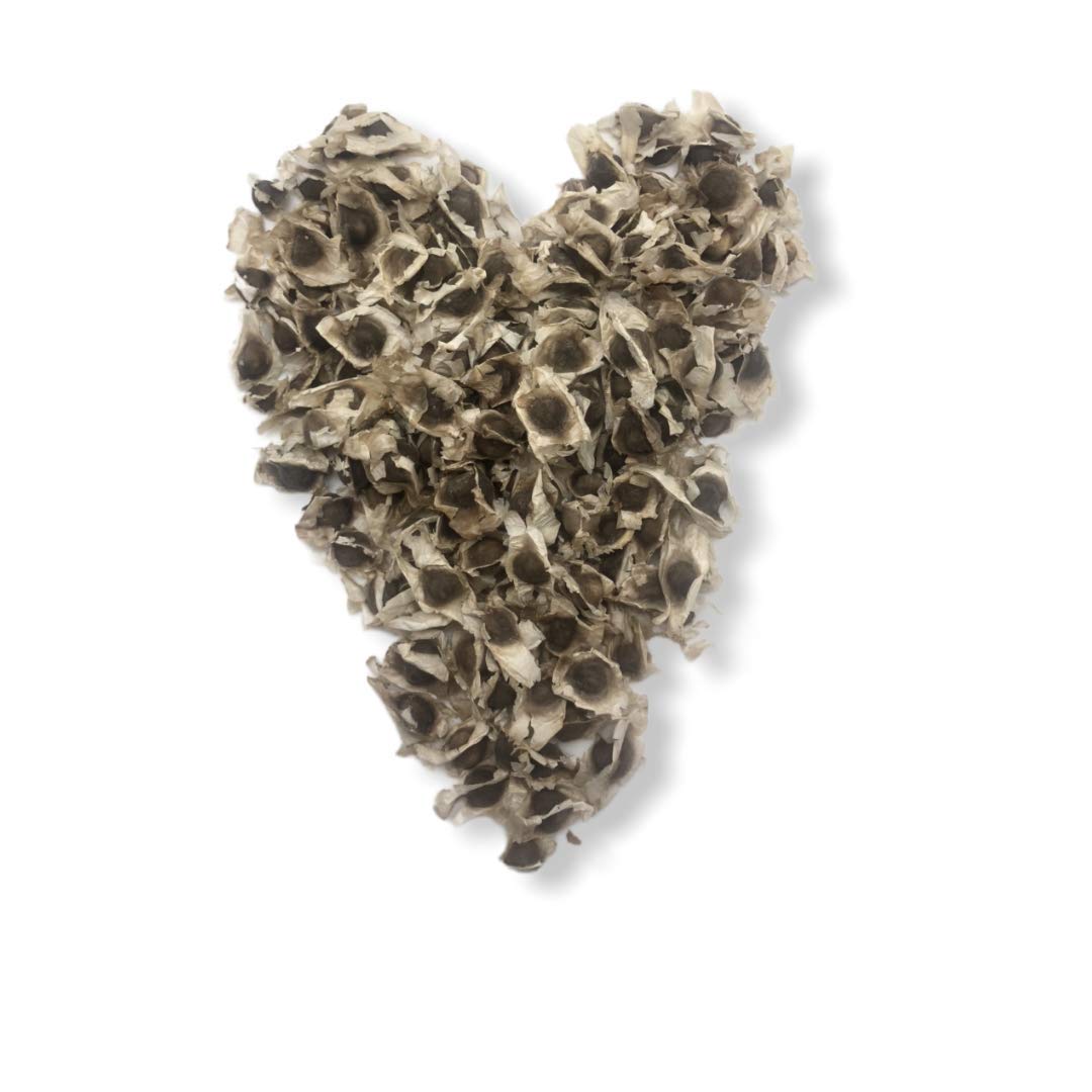 Close-up of Solo Therapy Moringa seeds pack, premium quality for easy planting.