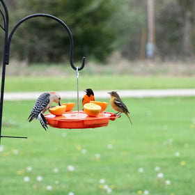 Nectar compartment of Songbird Essentials Oriole Feeder ready for nectar and jelly
