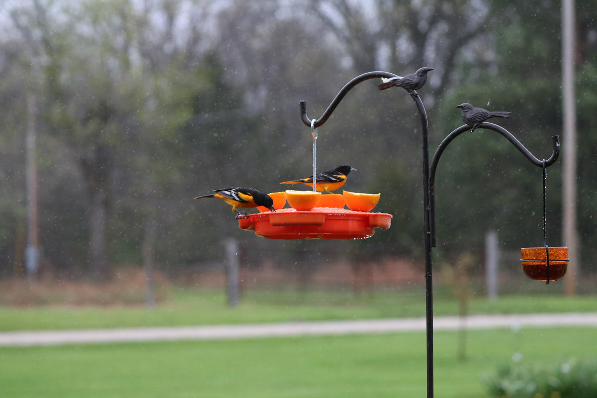 Side view of Songbird Essentials feeder highlighting accessible fill area
