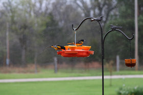 Side view of Songbird Essentials feeder highlighting accessible fill area