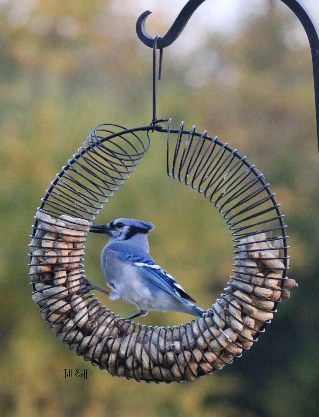 Unsalted peanuts in shells on Songbird Essentials wreath entice diverse wildlife.