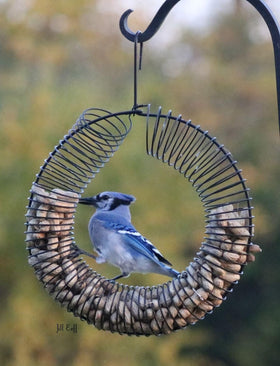 Unsalted peanuts in shells on Songbird Essentials wreath entice diverse wildlife.
