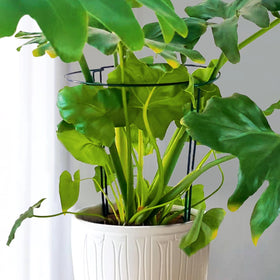SORANGEUN indoor and outdoor use supports plant growth and neat appearance.