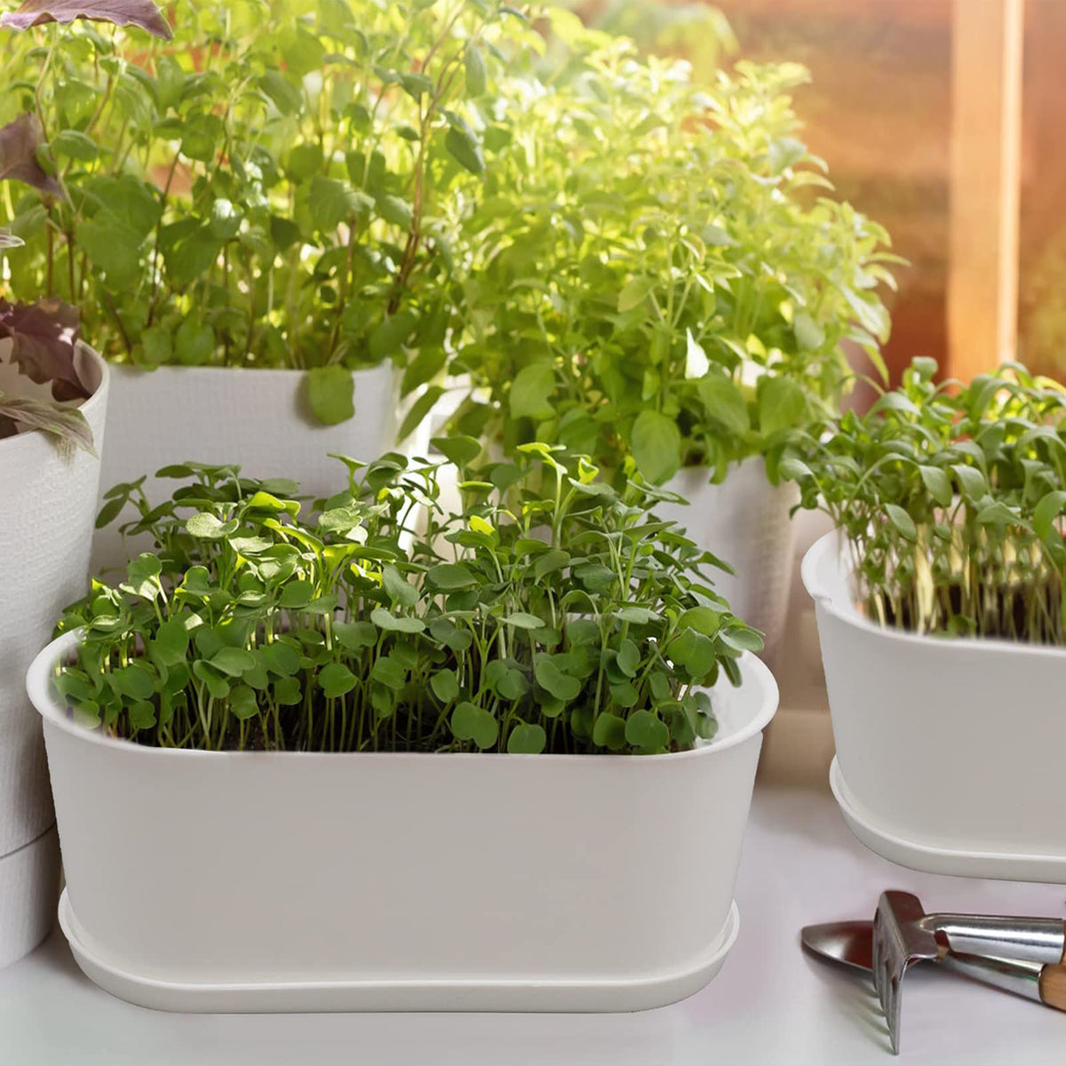 Young starter plants thrive in the 8.5-inch oval planters.