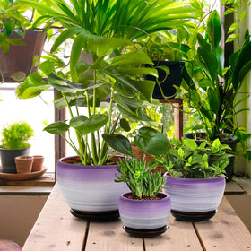 SOUJOY succulent pot with drainage supports healthy root growth.