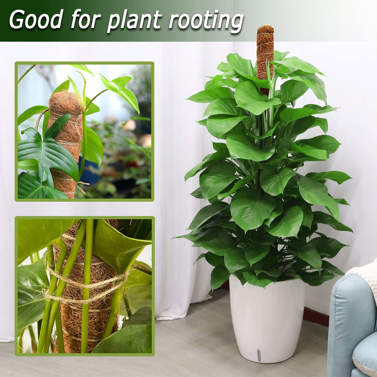 Soupiar bendable moss pole adapts to heart, arch, or spiral shapes.