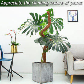 Soupiar climbing-plant support pole helps Monstera and pothos climb easily.