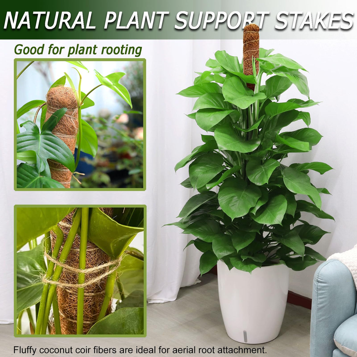 Soupiar indoor plant support keeps climbing varieties upright and lush.