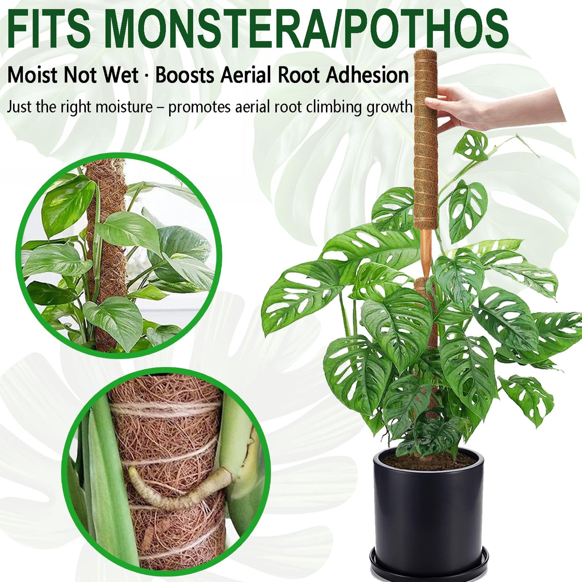 Soupiar ideal for Monstera and Pothos vertical growth.