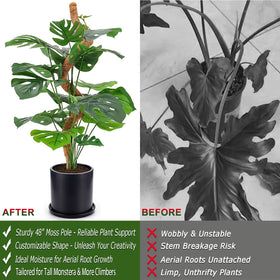 Soupiar two-pack moss poles provide long-term climbing plant support.