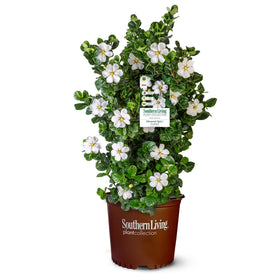 Southern Living Diamond Spire bloom on a fragrant gardenia shrub with late-spring color.