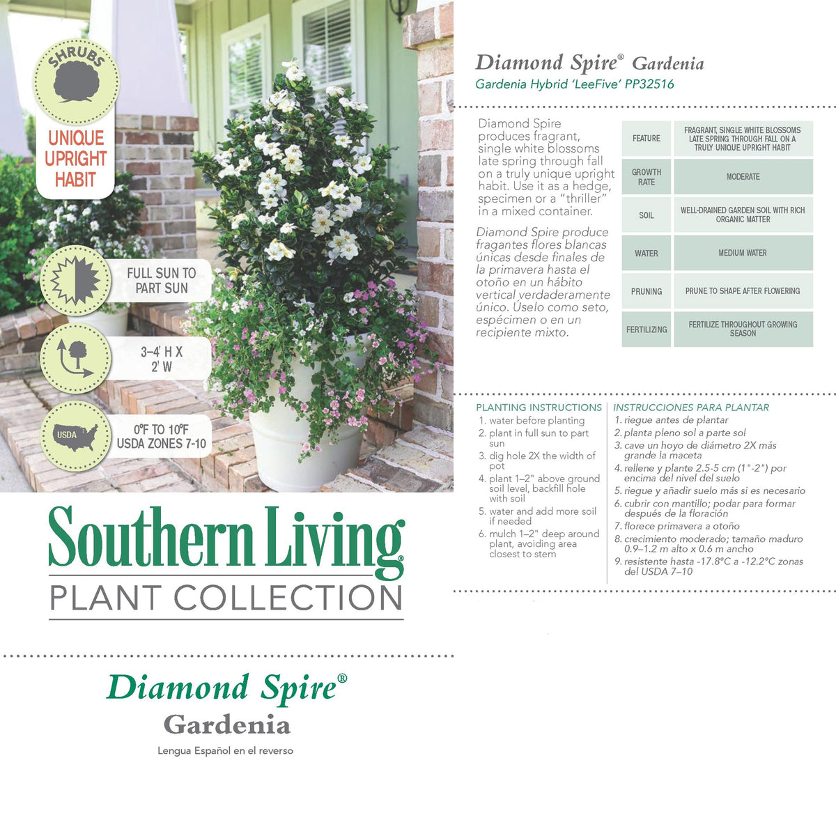 Southern Living Diamond Spire leaves provide year-round evergreen texture.