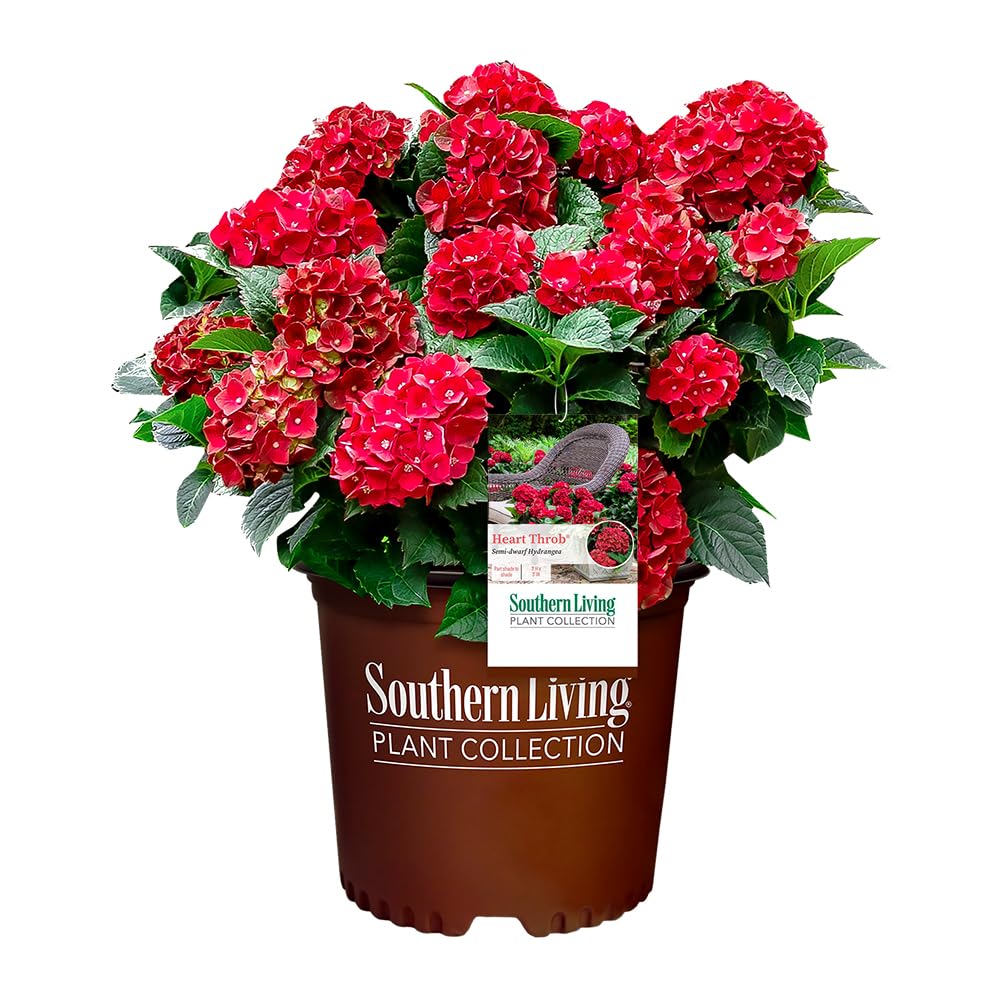 Southern Living Heart Throb Hydrangea bloom clusters provide vivid garden color.
