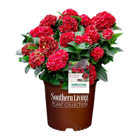 Southern Living Heart Throb Hydrangea bloom clusters provide vivid garden color.