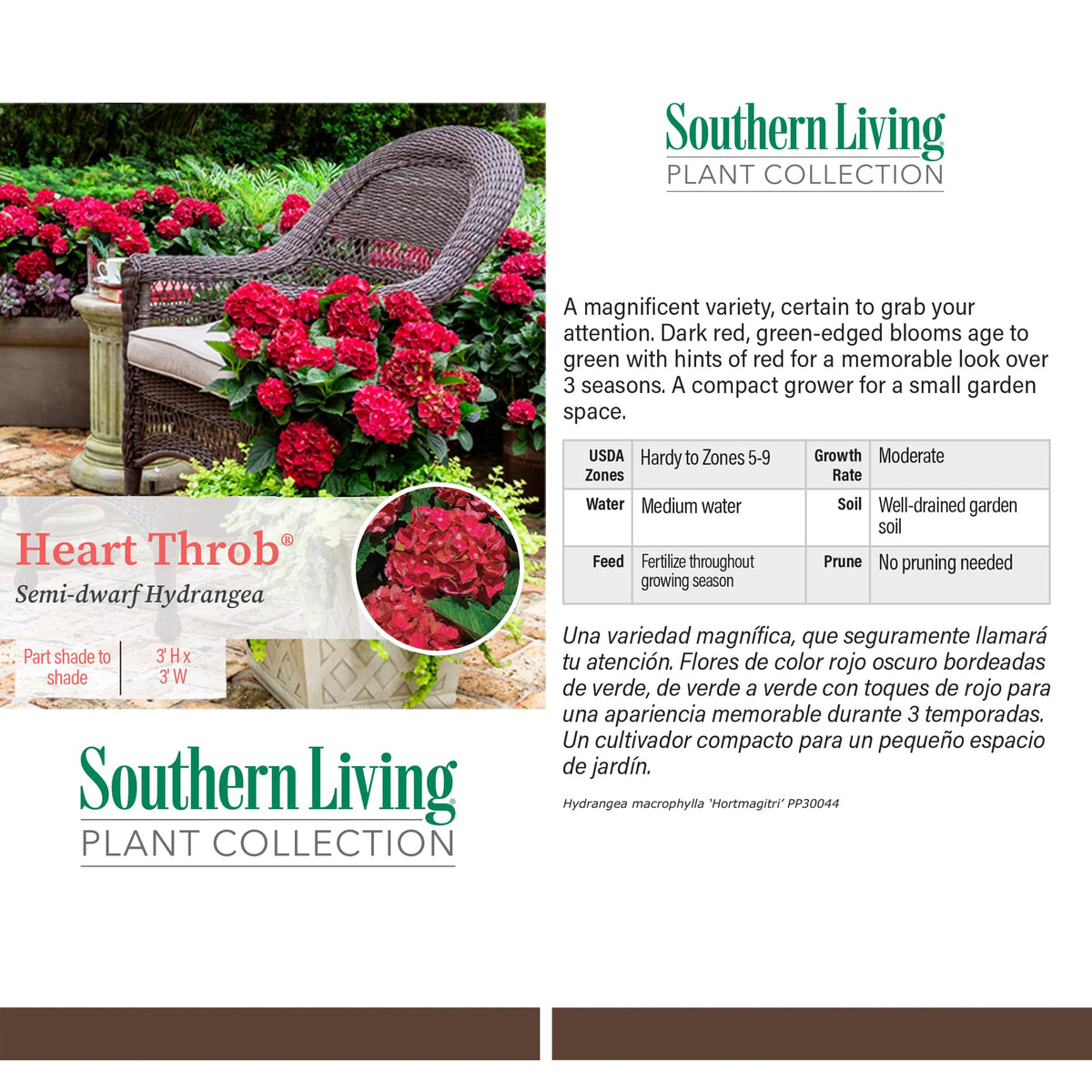 Southern Living Heart Throb Hydrangea with green marbling foliage adds texture.