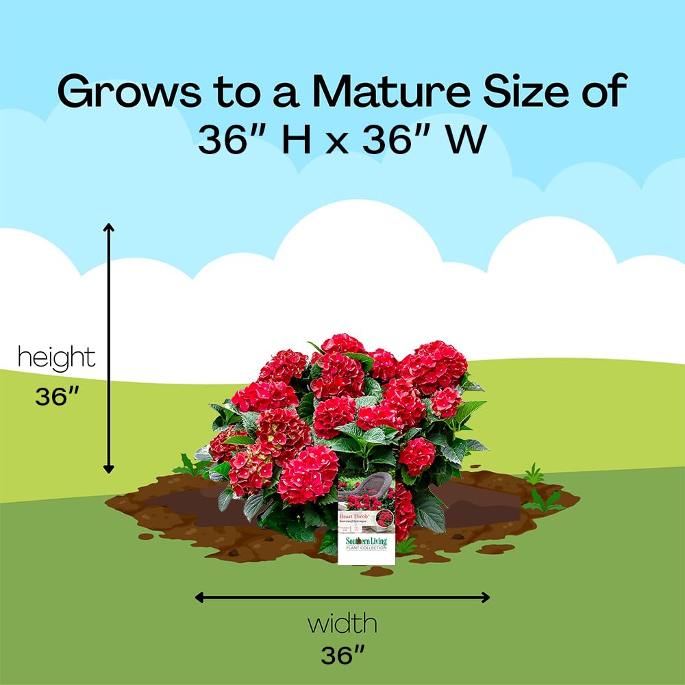 Southern Living Heart Throb Hydrangea offers low-maintenance garden texture.