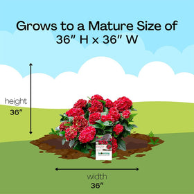 Southern Living Heart Throb Hydrangea offers low-maintenance garden texture.