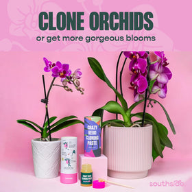 Crazy Keiki Paste on orchid nodes promotes potential new growth