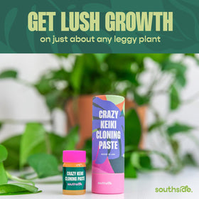 Keiki paste on leggy vines encourages fuller, balanced growth