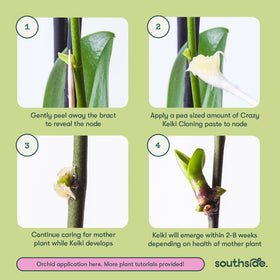 Lanolin-based paste stays in place during watering for reliable node treatment