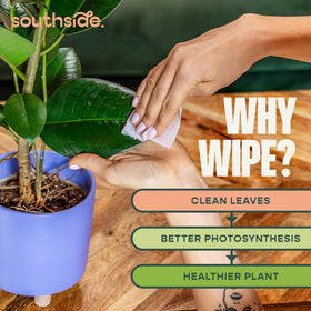 Southside Plants Plant Cleaning Wipes indoor plants clean for healthier appearance and light uptake