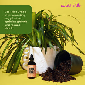 Southside Plants Root Drops roots closeup showcasing healthy, thick roots.