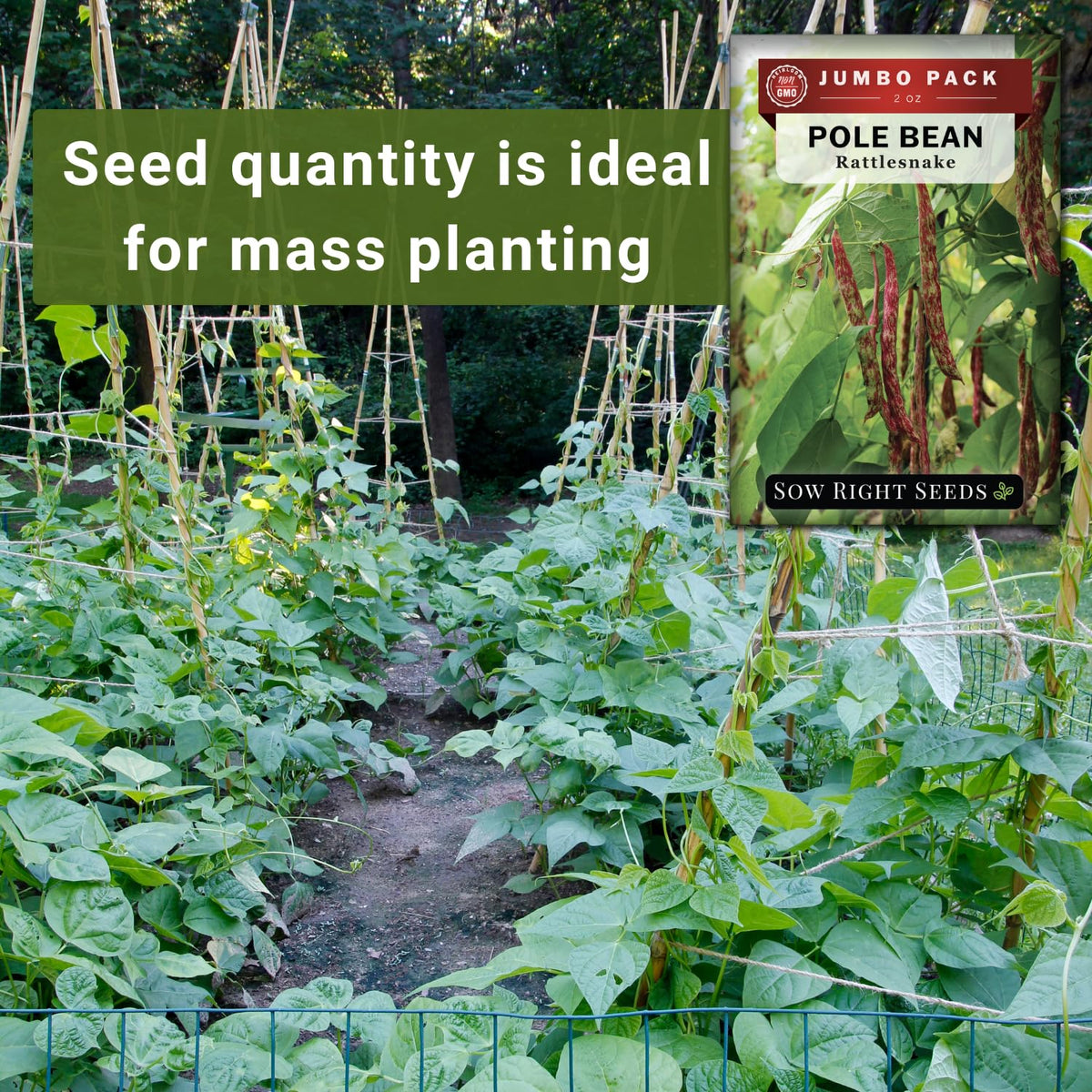 Sow Right Seeds 8-10 ft tall climbing beans create a dramatic vertical feature.