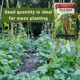 Sow Right Seeds 8-10 ft tall climbing beans create a dramatic vertical feature.