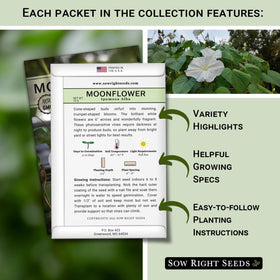 Sow Right Seeds white alyssum carpet bloom creates a pollinator-friendly border