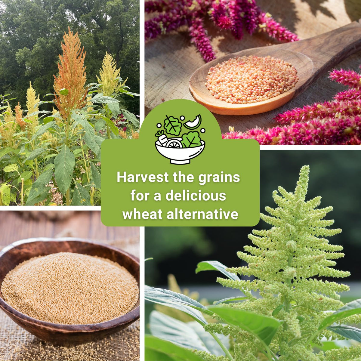 Sow Right Seeds Amaranth seeds for long-lasting garden arrangements and wildlife-friendly seed heads.