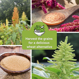 Sow Right Seeds Amaranth seeds for long-lasting garden arrangements and wildlife-friendly seed heads.